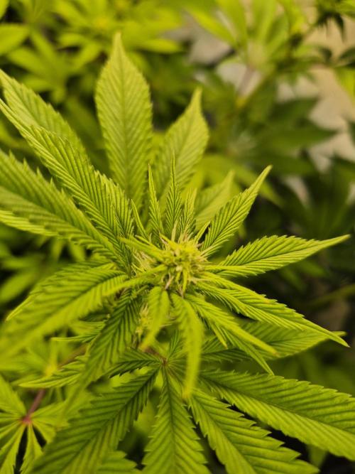 Wizard Trees and Barney's Farm. Week 8 - Garlic Cookies 