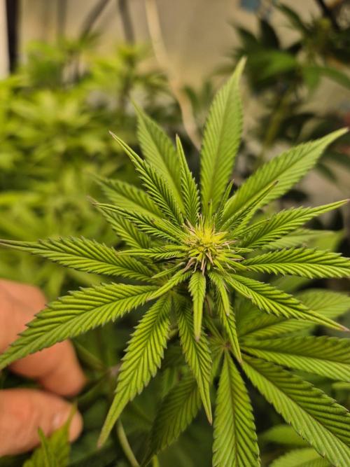 Wizard Trees and Barney's Farm. Week 8 - Garlic Cookies 