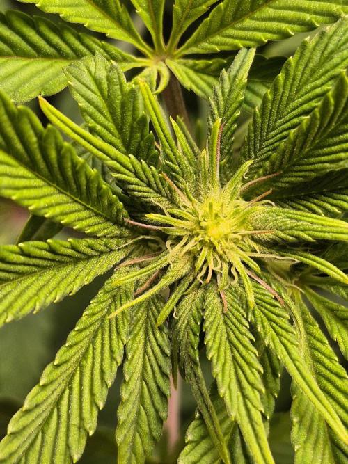 Wizard Trees and Barney's Farm. Week 8 - Top G