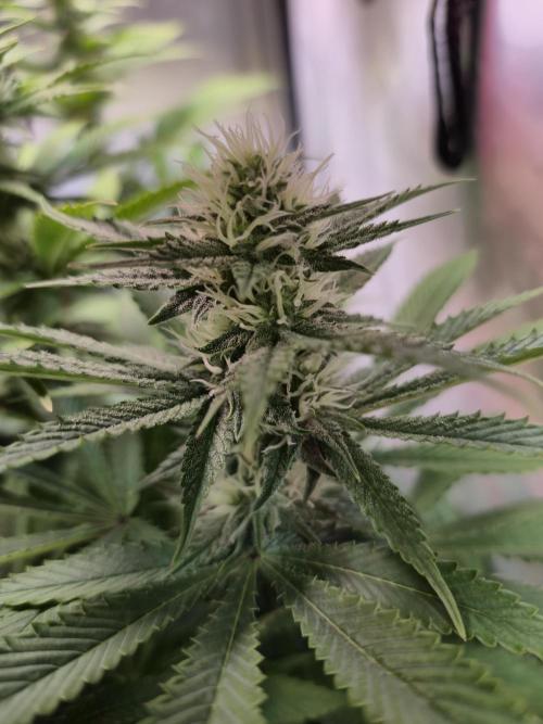 Wizard Trees and Barney's Farm. Week 10 - Garlic Cookies 