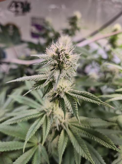 Wizard Trees and Barney's Farm. Week 10 - Garlic Cookies 
