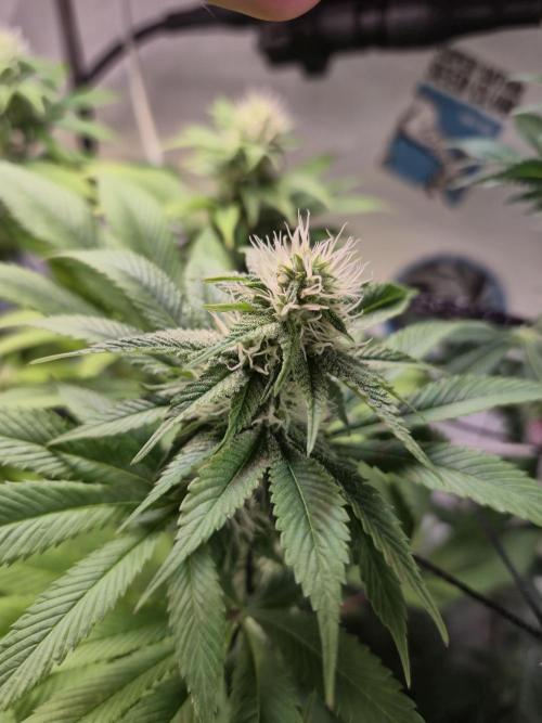 Wizard Trees and Barney's Farm. Week 10 - Garlic Cookies 