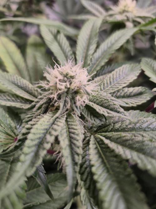 Wizard Trees and Barney's Farm. Week 10 - Top G 