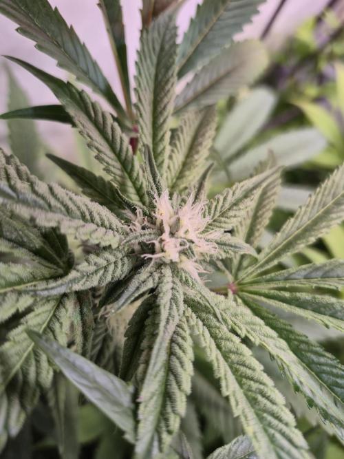 Wizard Trees and Barney's Farm. Week 10 - Top G 