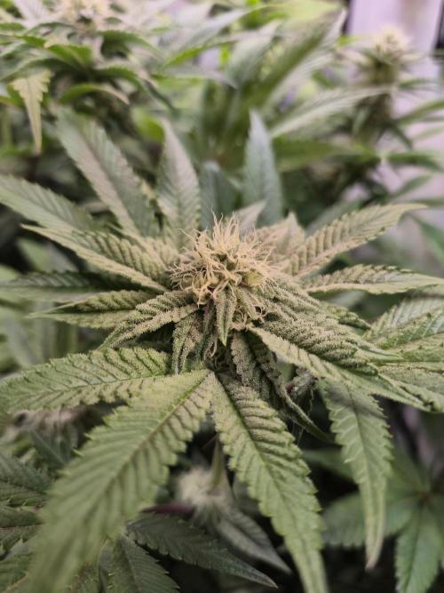 Wizard Trees and Barney's Farm. Week 10 - Top G 