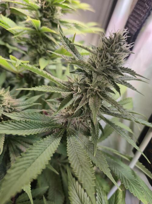 Wizard Trees and Barney's Farm. Week 11 - Garlic Cookies 