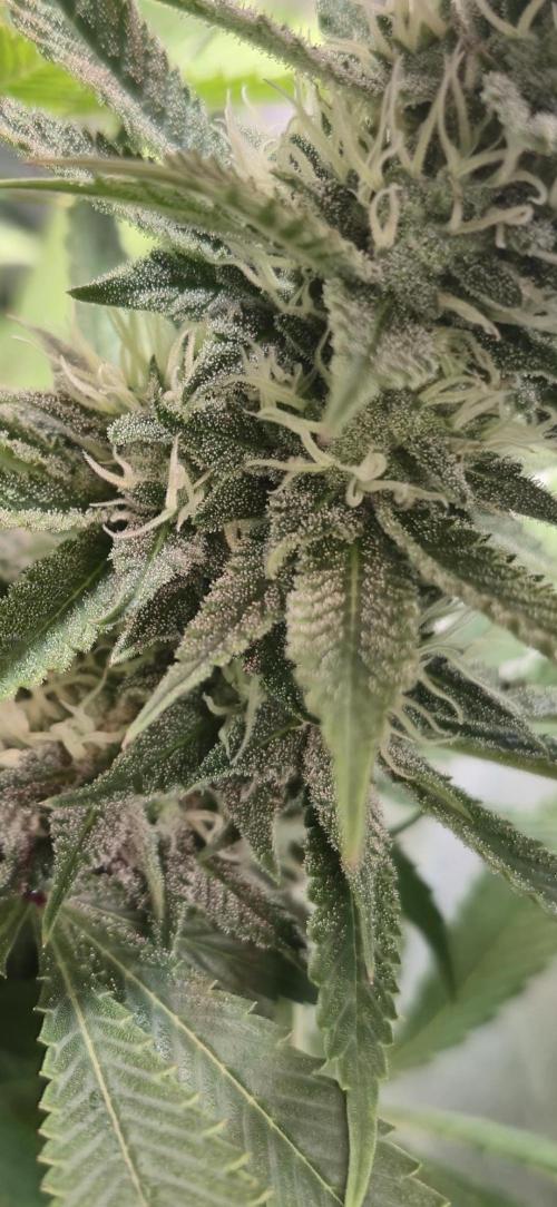 Wizard Trees and Barney's Farm. Week 11 - Garlic Cookies zoom