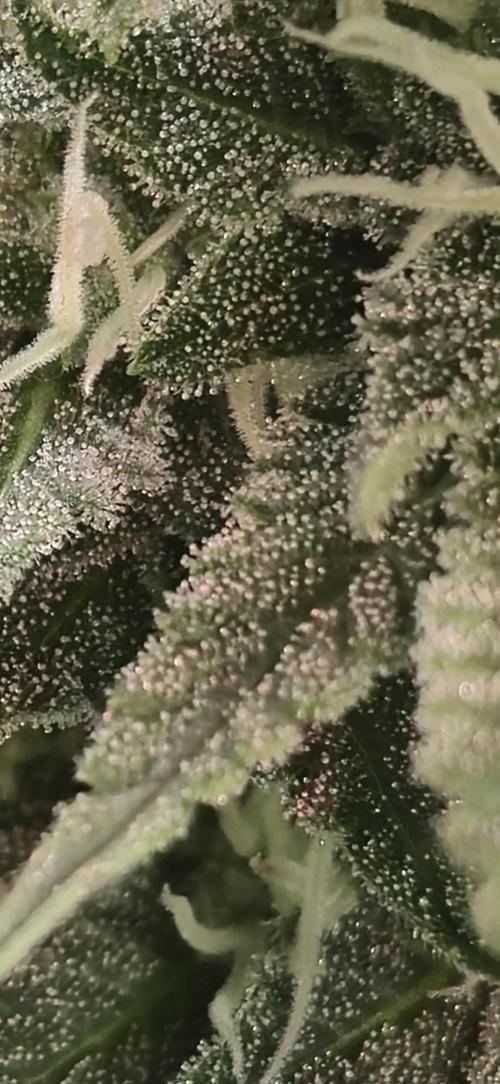 Wizard Trees and Barney's Farm. Week 11 - Garlic Cookies zoom