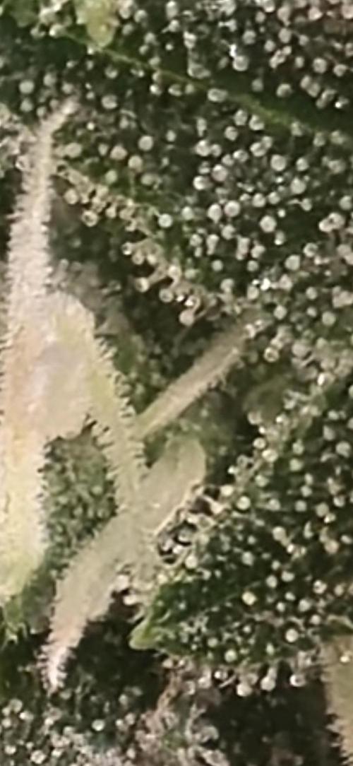 Wizard Trees and Barney's Farm. Week 11 - Garlic Cookies zoom 