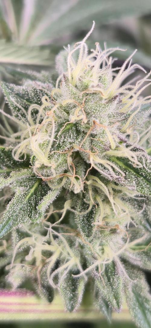 Wizard Trees and Barney's Farm. Week 11 - Top G 