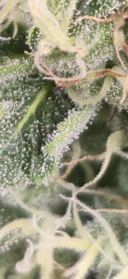 Wizard Trees and Barney's Farm. Week 11 - Top G zoom 