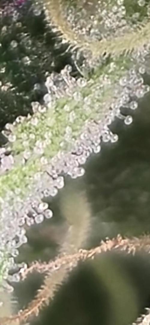 Wizard Trees and Barney's Farm. Week 11 - Top G zoom