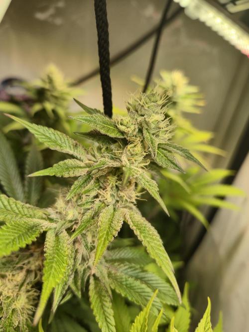 Wizard Trees and Barney's Farm. Week 11 - Garlic Cookies 
