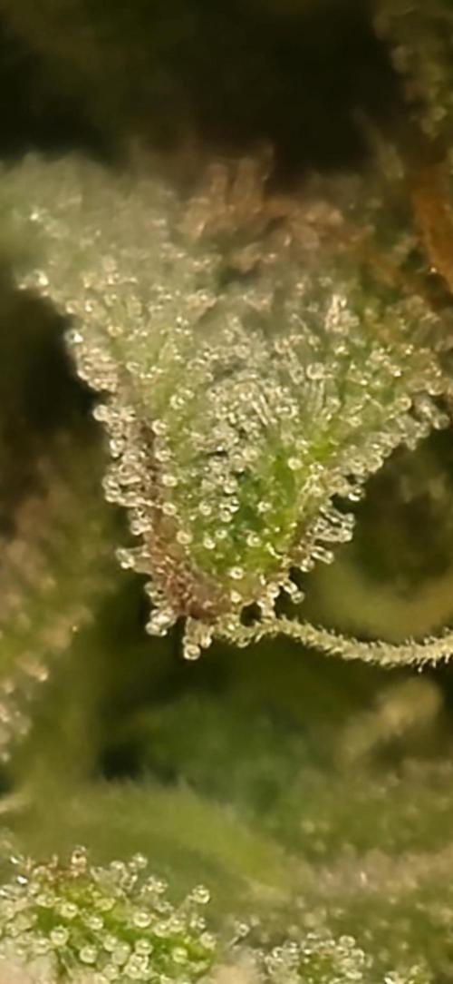 Wizard Trees and Barney's Farm. Week 11 - Garlic Cookies zoom 