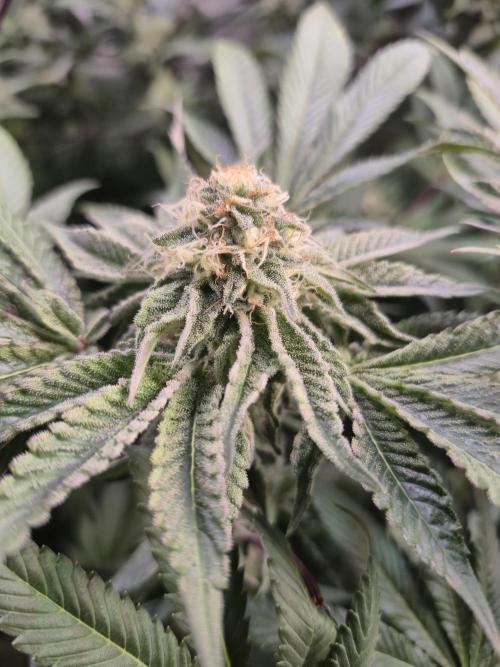 Wizard Trees and Barney's Farm. Week 11 - Top G 