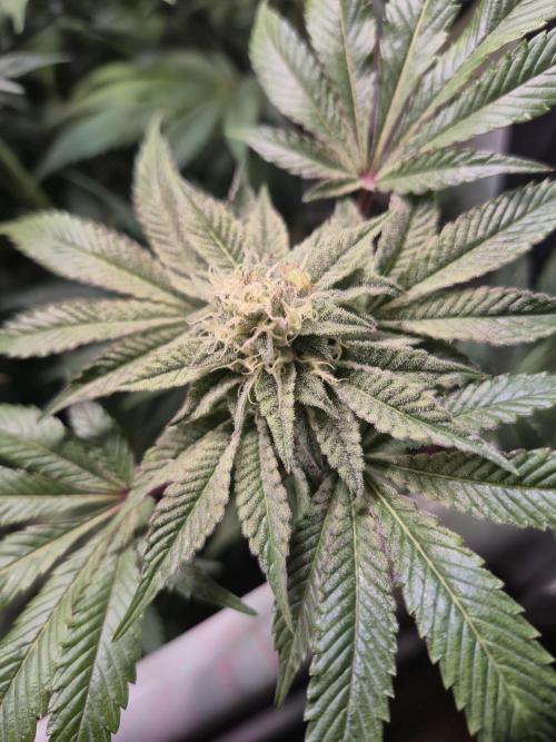 Wizard Trees and Barney's Farm. Week 11 - Top G 