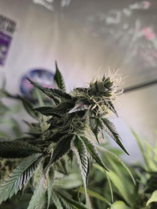 Wizard Trees and Barney's Farm. Week 11 - Garlic Cookies 