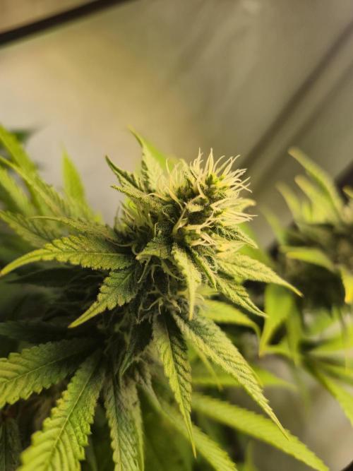 Wizard Trees and Barney's Farm. Week 11 - Garlic Cookies 