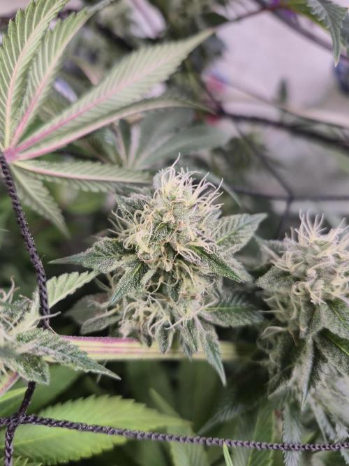 Wizard Trees and Barney's Farm. Week 11 - Garlic Cookies 