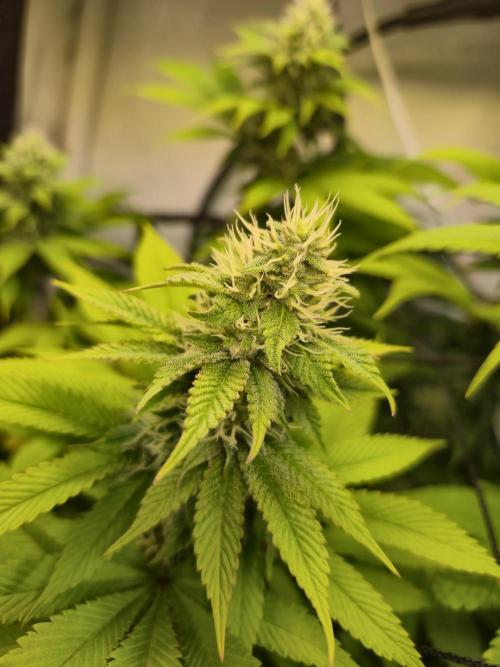 Wizard Trees and Barney's Farm. Week 11 - Garlic Cookies 