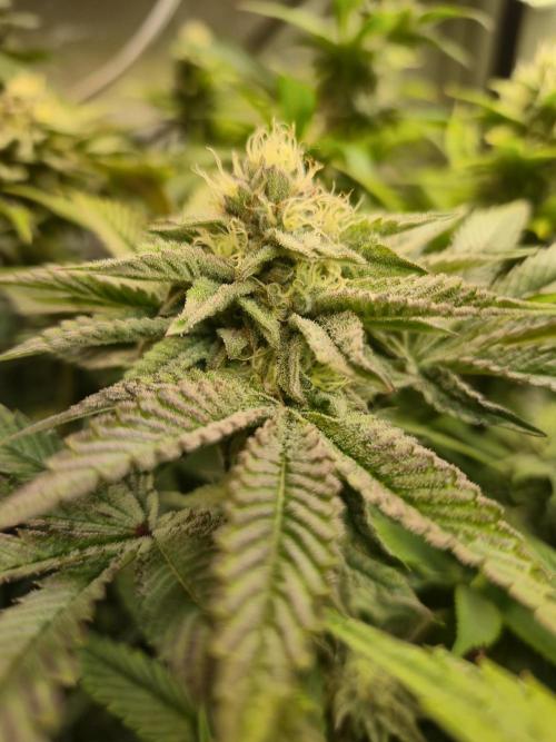 Wizard Trees and Barney's Farm. Week 11 - Top G 