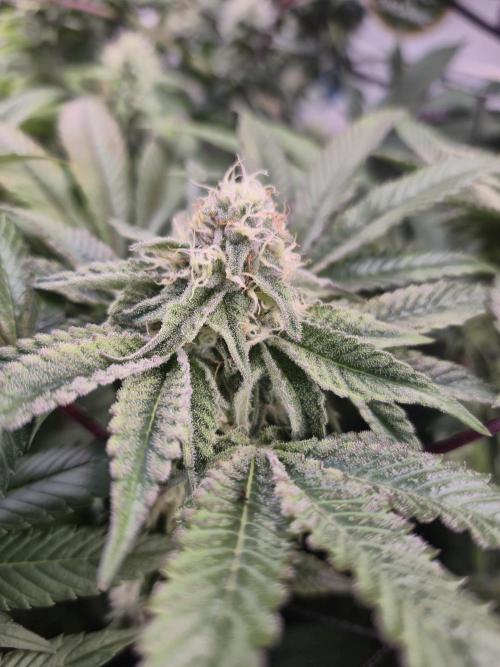 Wizard Trees and Barney's Farm. Week 11 - Top G 