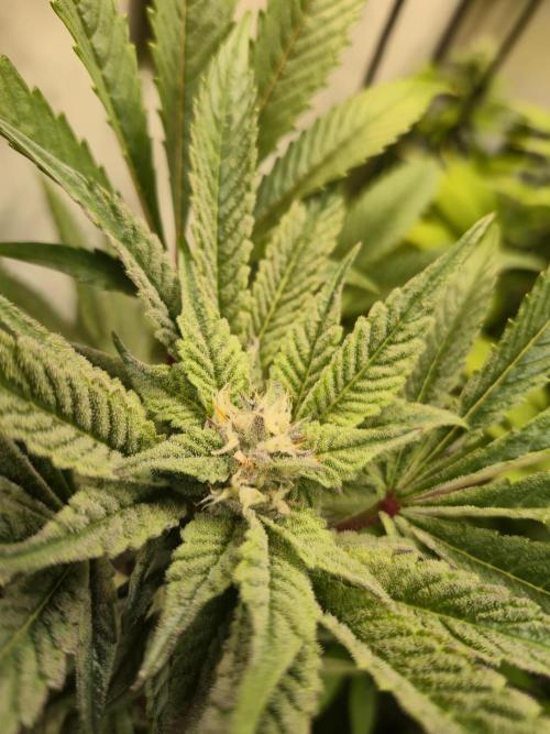 Wizard Trees and Barney's Farm. Week 11 - Top G 