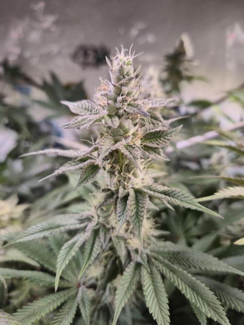 Wizard Trees and Barney's Farm. Week 12 - Garlic Cookies 