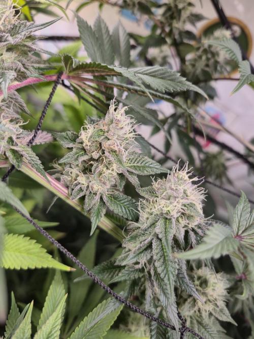 Wizard Trees and Barney's Farm. Week 12 - Garlic Cookies 
