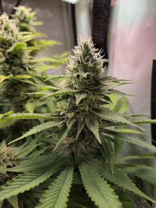 Wizard Trees and Barney's Farm. Week 12 - Garlic Cookies 