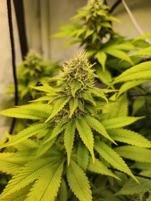 Wizard Trees and Barney's Farm. Week 12 - Garlic Cookies 