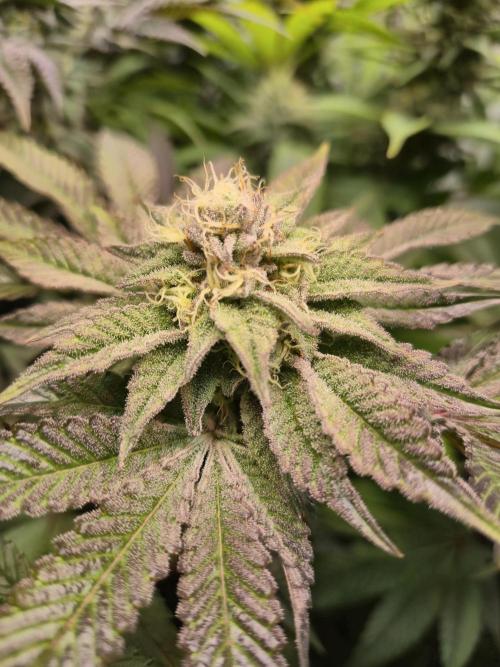 Wizard Trees and Barney's Farm. Week 12 - Top G