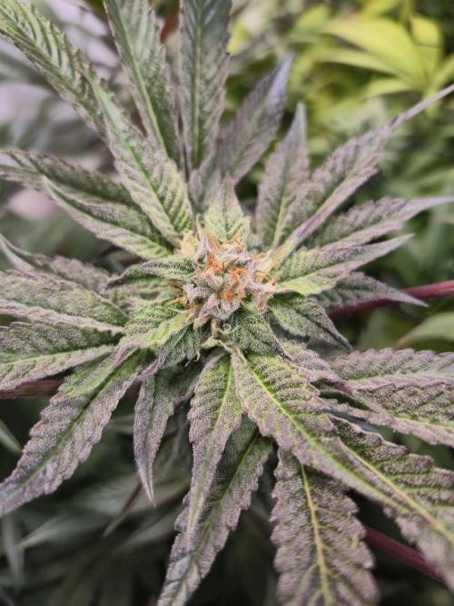 Wizard Trees and Barney's Farm. Week 12 - Top G