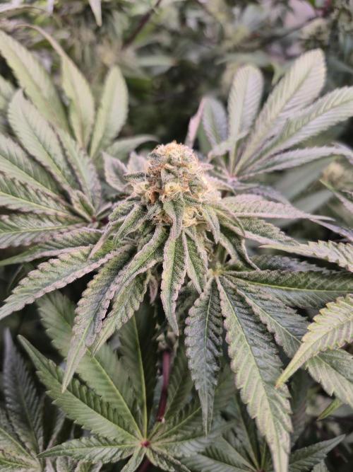 Wizard Trees and Barney's Farm. Week 12 - Top G