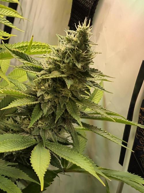 Wizard Trees and Barney's Farm. Week 13 - Garlic Cookies 
