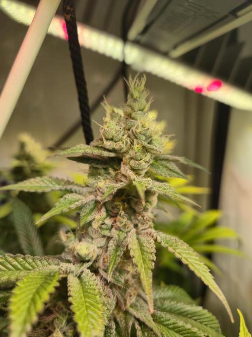 Wizard Trees and Barney's Farm. Week 13 - Garlic Cookies 