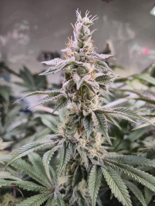 Wizard Trees and Barney's Farm. Week 13 - Garlic Cookies 