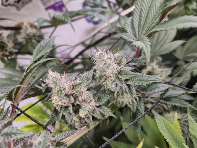 Wizard Trees and Barney's Farm. Week 13 - Garlic Cookies 