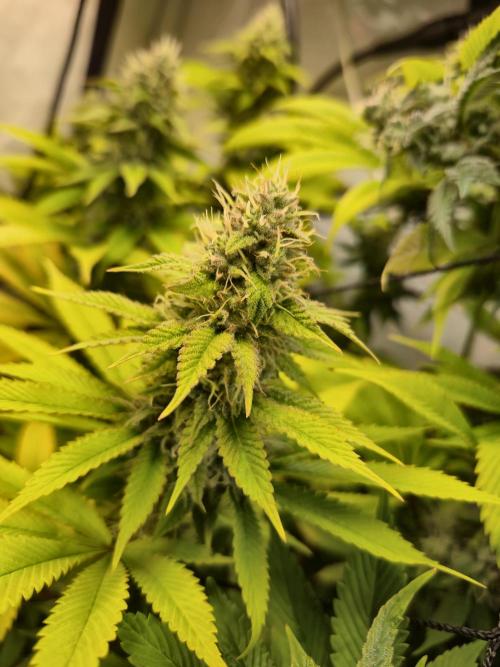 Wizard Trees and Barney's Farm. Week 13 - Garlic Cookies 