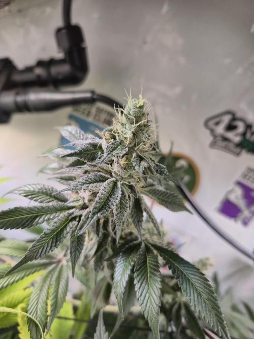 Wizard Trees and Barney's Farm. Week 13 - Garlic Cookies 