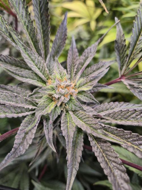 Wizard Trees and Barney's Farm. Week 13 - Top G 
