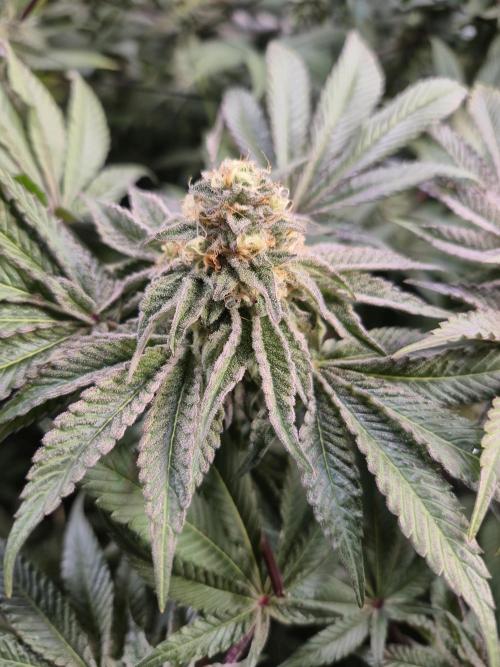 Wizard Trees and Barney's Farm. Week 13 - Top G 