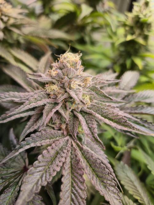 Wizard Trees and Barney's Farm. Week 13 - Top G 