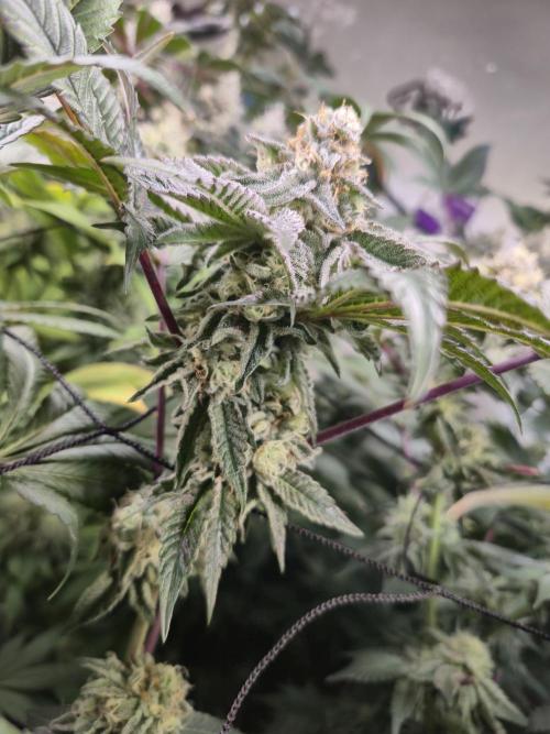 Wizard Trees and Barney's Farm. Week 13 - Top G 