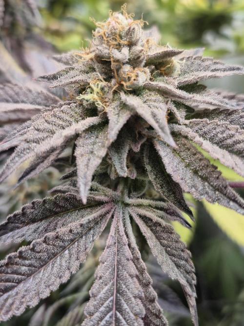 Wizard Trees and Barney's Farm. Week 14 - Top G