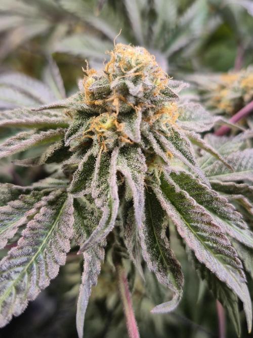 Wizard Trees and Barney's Farm. Week 14 - Top G 