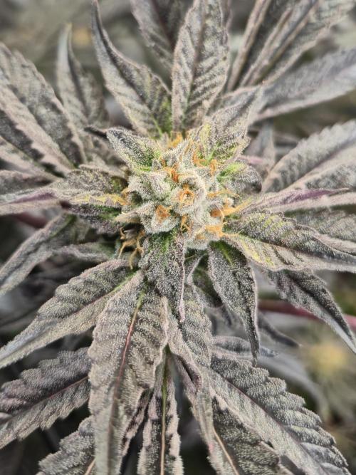 Wizard Trees and Barney's Farm. Week 14 - Top G 