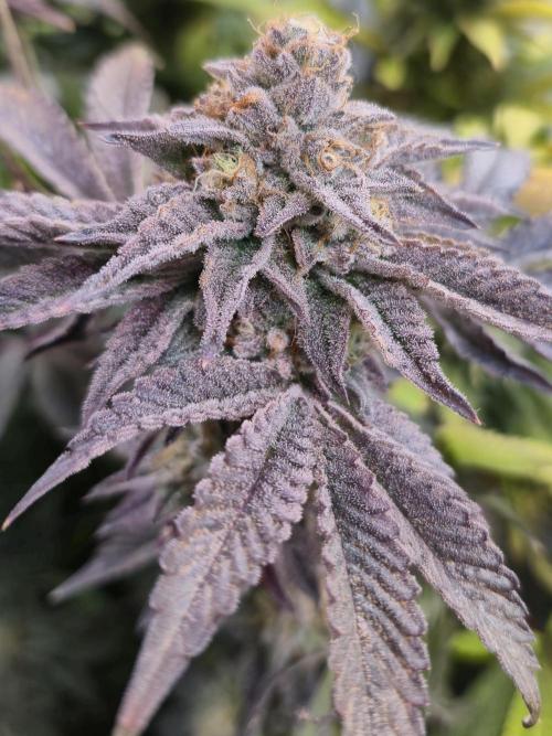 Wizard Trees and Barney's Farm. Week 14 - Top G 