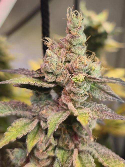 Wizard Trees and Barney's Farm. Week 14