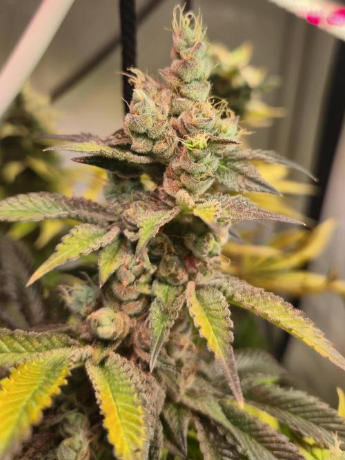 Wizard Trees and Barney's Farm. Week 14